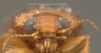 Media type: image;   Entomology 5983 Aspect: head frontal view